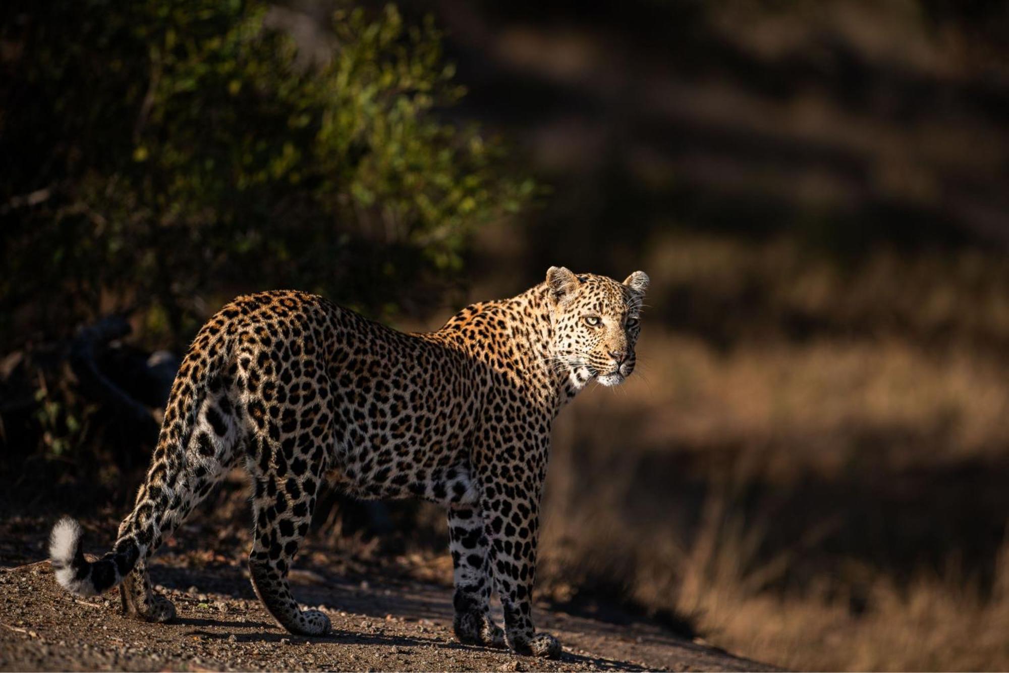 Leopard Sands Kruger Park Skukuza Luaran gambar