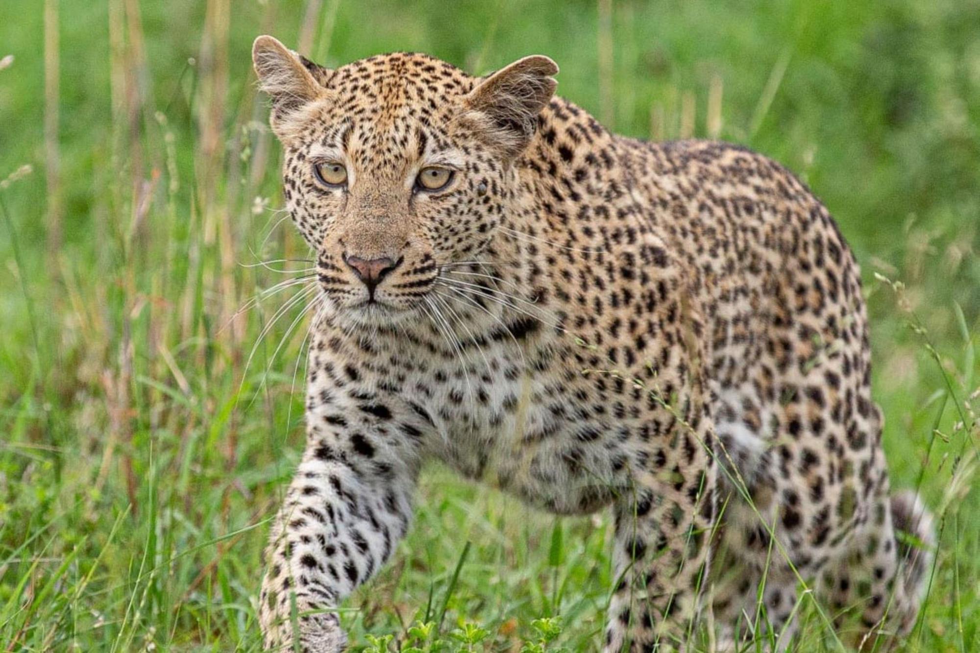 Leopard Sands Kruger Park Skukuza Luaran gambar