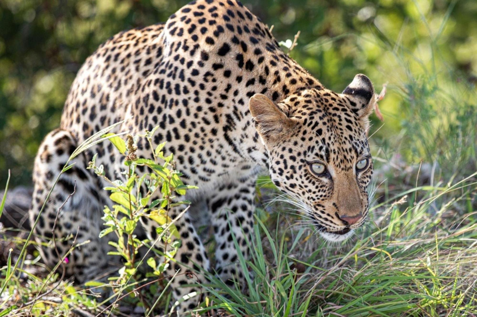 Leopard Sands Kruger Park Skukuza Luaran gambar